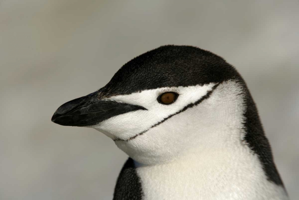 Antarctica, Half Moon IslandChinstrap penguin